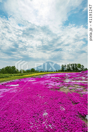 北海道の美しく広がるシバザクラ 41191247