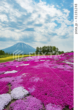 北海道の美しく広がるシバザクラ 41191248