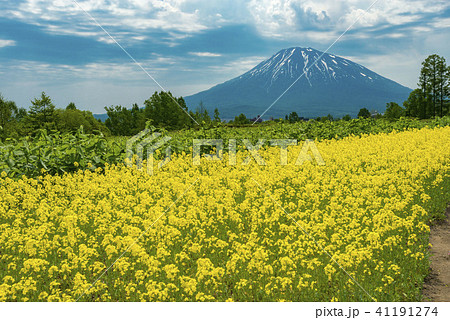 北海道羊蹄山と菜の花畑 北海道羊蹄山と菜の花畑 41191274