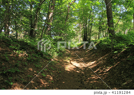 戸隠古道 一の鳥居付近 戸隠古道 一の鳥居付近 41191284