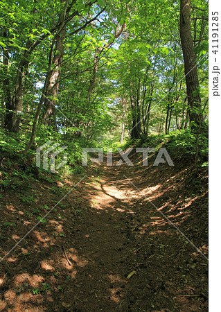 戸隠古道 一の鳥居付近 戸隠古道 一の鳥居付近 41191285