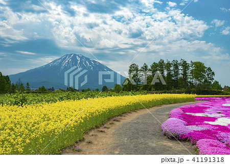 北海道ニセコの芝桜と菜の花畑の絶景の写真素材