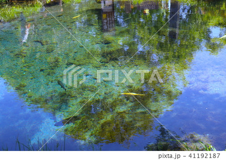 【山梨県】忍野八海・湧池 41192187