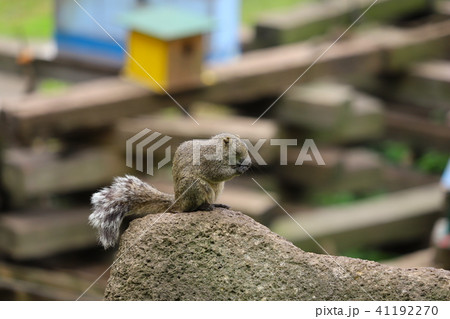 【東京都】町田リス園・タイワンリス 【東京都】町田リス園・タイワンリス 41192270