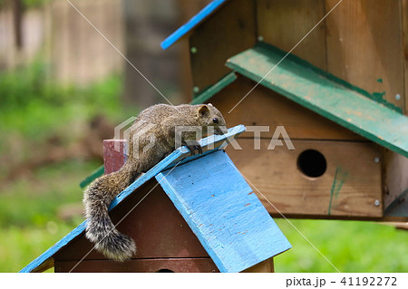 【東京都】町田リス園・タイワンリス 41192272