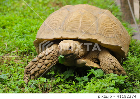 【東京都】町田リス園・ケヅメリクガメ 41192274