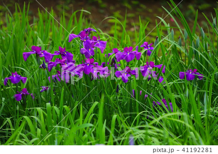 ハナショウブ 41192281