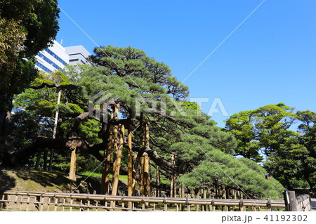 【東京都】浜離宮恩賜庭園・三百年の松 41192302