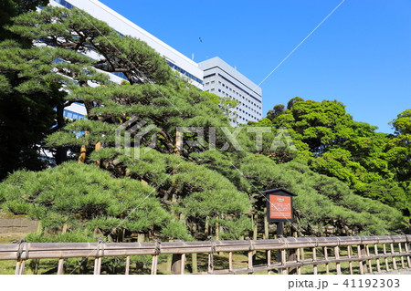 【東京都】浜離宮恩賜庭園・三百年の松 【東京都】浜離宮恩賜庭園・三百年の松 41192303