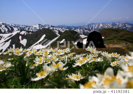 飯豊・朳差岳のハクサンイチゲ 41192381