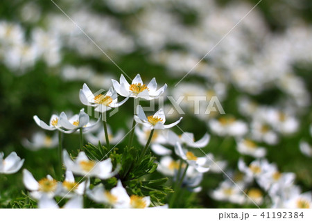 飯豊・朳差岳のハクサンイチゲ 41192384