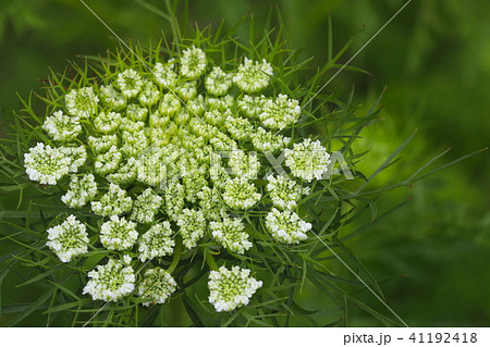 ニンジンの花の写真素材