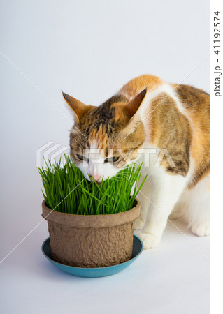 猫草だいすき 猫草だいすき 41192574