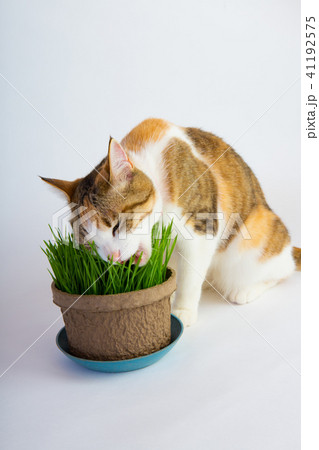 猫草むさぼる 41192575
