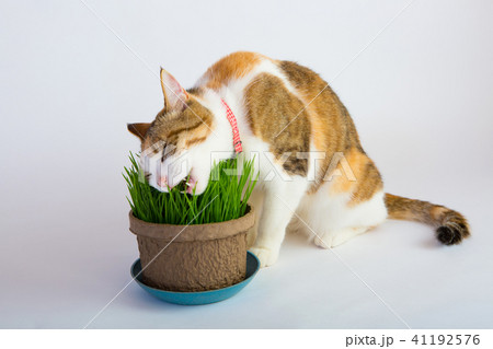 ネコ草大好き ネコ草大好き 41192576