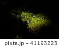 室生寺の一景　ハートの木漏れ日 41193223
