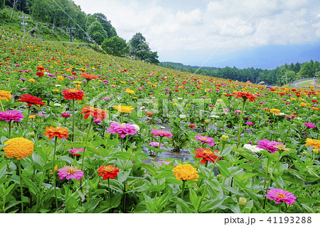 百日草の花畑 41193288