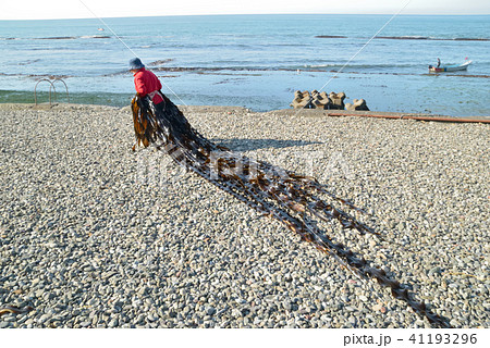 昆布漁の朝 昆布漁の朝 41193296