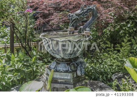 成就院の龍の手水(鎌倉市極楽寺) 41193308