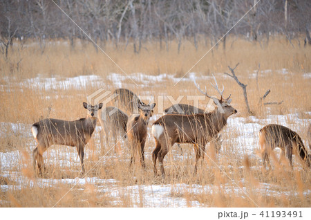 冬の蝦夷鹿 41193491
