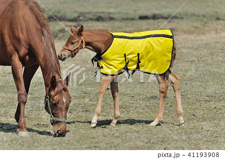 サラブレッド　子馬 41193908