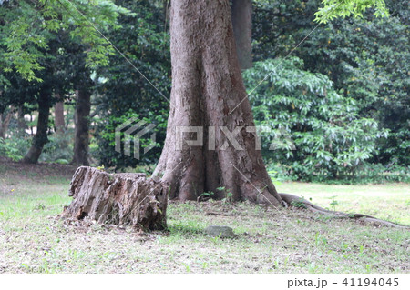 木の根 41194045