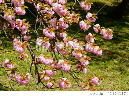八重桜 41194157