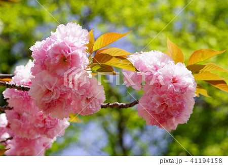 八重桜 八重桜 41194158