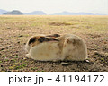 うさぎ島の島みたいなうさぎと本当の島と 41194172