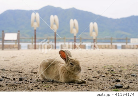 うさぎ島のうさぎとうさぎ型の集音器 の写真素材