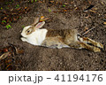 うさぎ島の怠惰なうさぎ 41194176