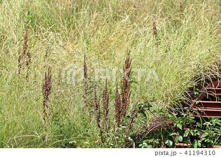 枯れたギシギシ（羊蹄） 41194310
