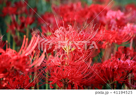 鮮やかな鮮紅色の彼岸花の写真素材