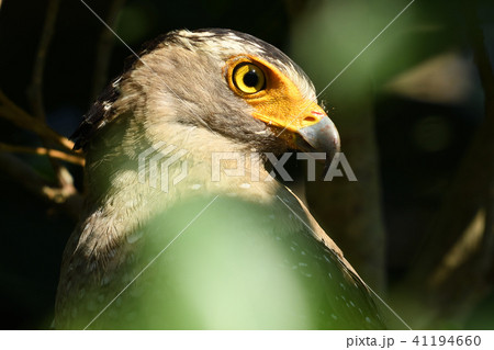 カンムリワシの顔 アップ カンムリワシの顔 アップ 41194660