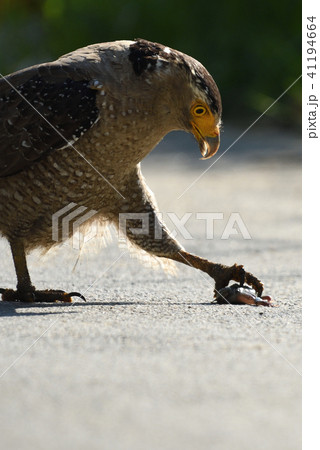 カエルを捕まえるカンムリワシの写真素材