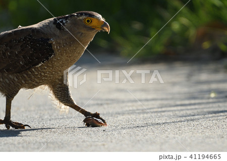 カエルを捕まえるカンムリワシ カエルを捕まえるカンムリワシ 41194665