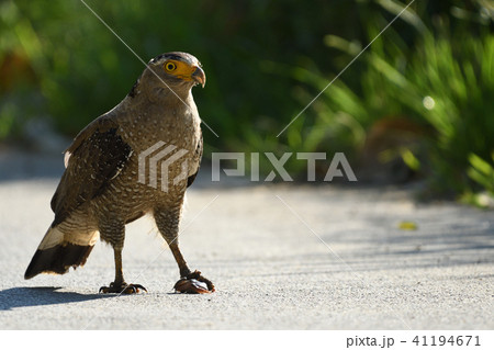 カエルを捕まえるカンムリワシ 41194671