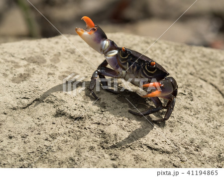 威嚇するクマドリオウギガニ 威嚇するクマドリオウギガニ 41194865