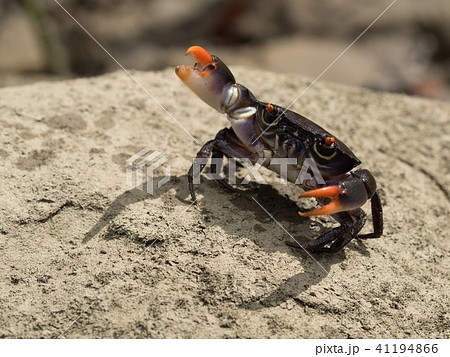 威嚇するクマドリオウギガニ 41194866