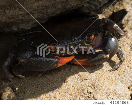 岩の下に隠れるクマドリオウギガニ 41194868