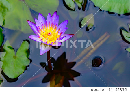 綺麗に咲き誇る睡蓮 41195336