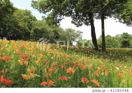 ところざわゆり園 カラフルなゆりの花 ところざわゆり園 カラフルなゆりの花 41195348