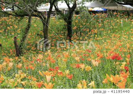 ところざわゆり園 カラフルなゆりの花の写真素材