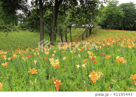 ところざわゆり園 カラフルなゆりの花 ところざわゆり園 カラフルなゆりの花 41195443