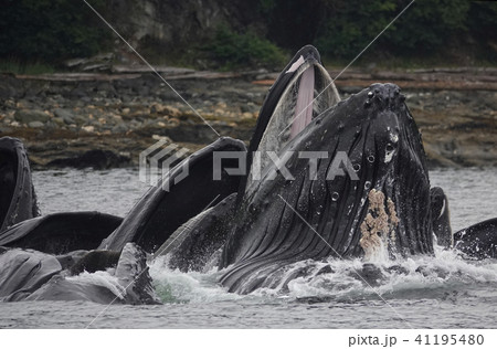ザトウクジラ ザトウクジラ 41195480