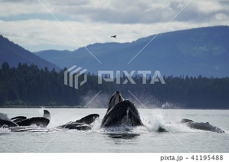 ザトウクジラ 41195488