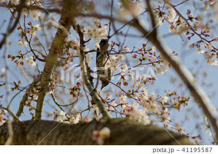 桜の蜜を飲むヒヨドリ 桜の蜜を飲むヒヨドリ 41195587