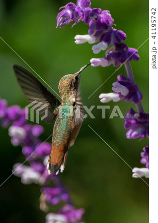 humming bird 12 humming bird 12 41195742