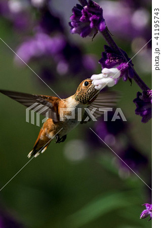 humming bird 13 humming bird 13 41195743