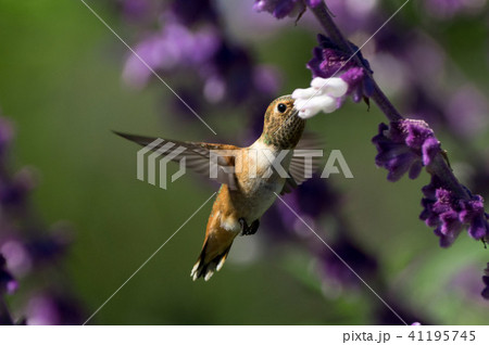 humming bird 15 humming bird 15 41195745